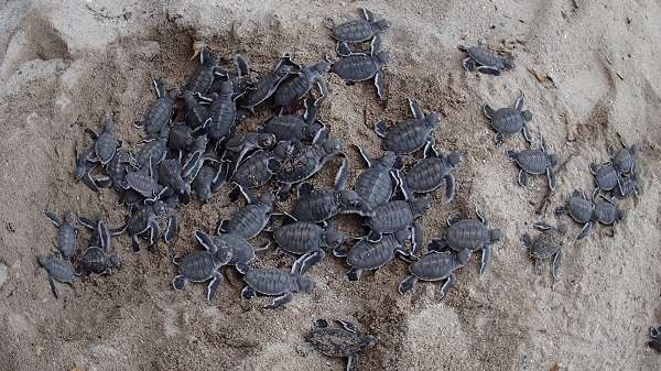 Baby green sea turtles hatching