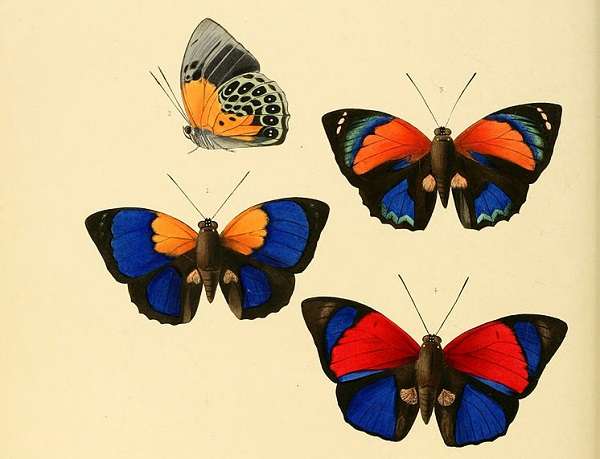 Butterflies - Agrias Claudina Sardanapalus
