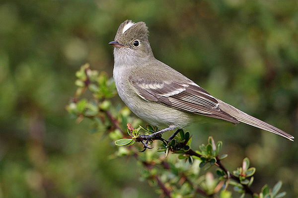 Fio fio bird in Chile
