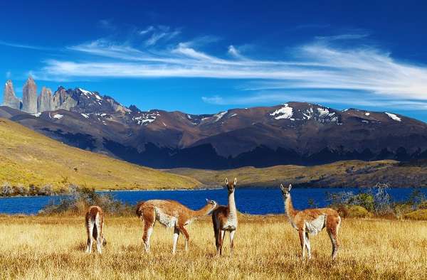 Guanacos in Patagonia