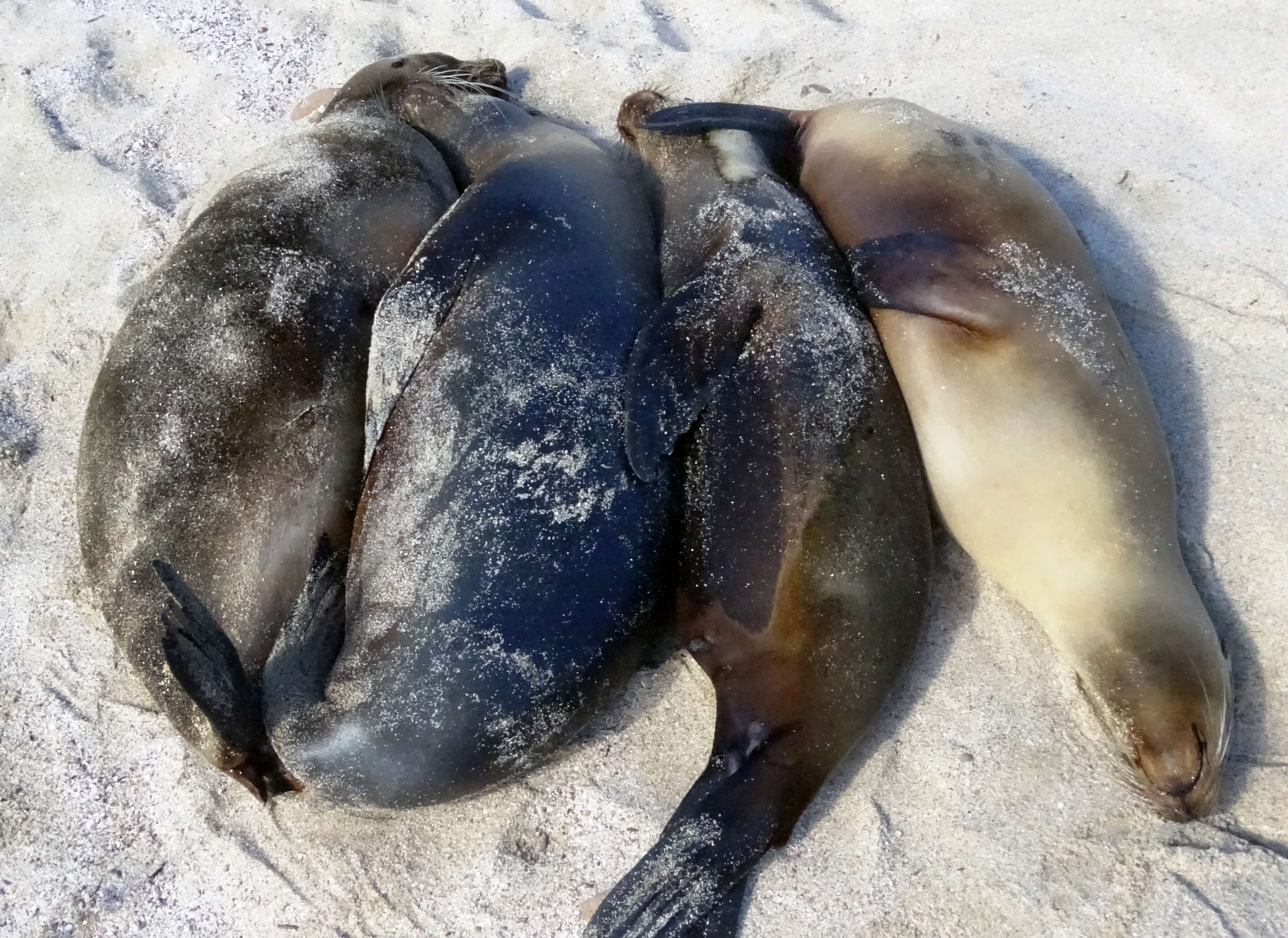 Spooning after the binge: sea lions