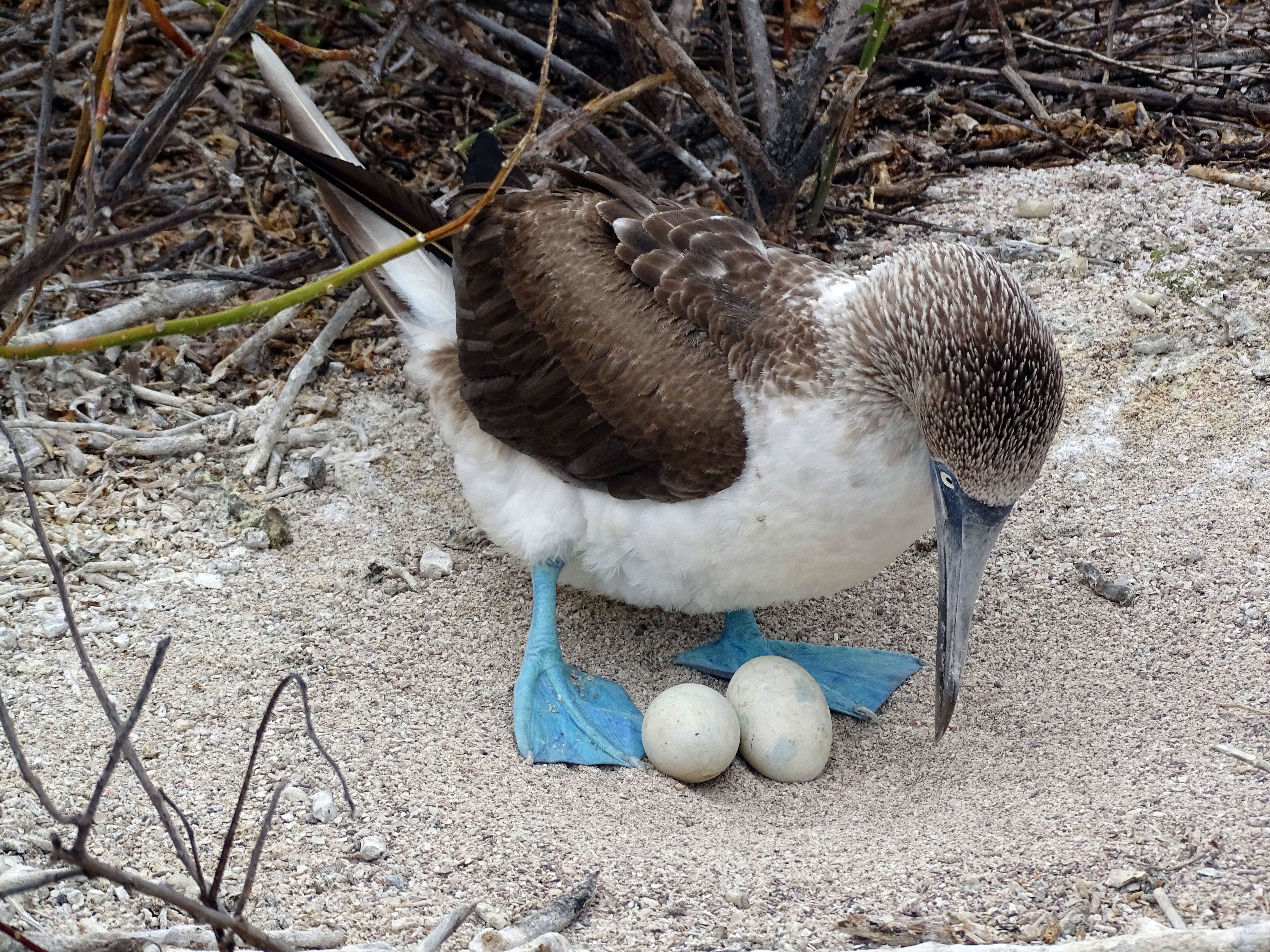 Egg turn: Blue-footed booby