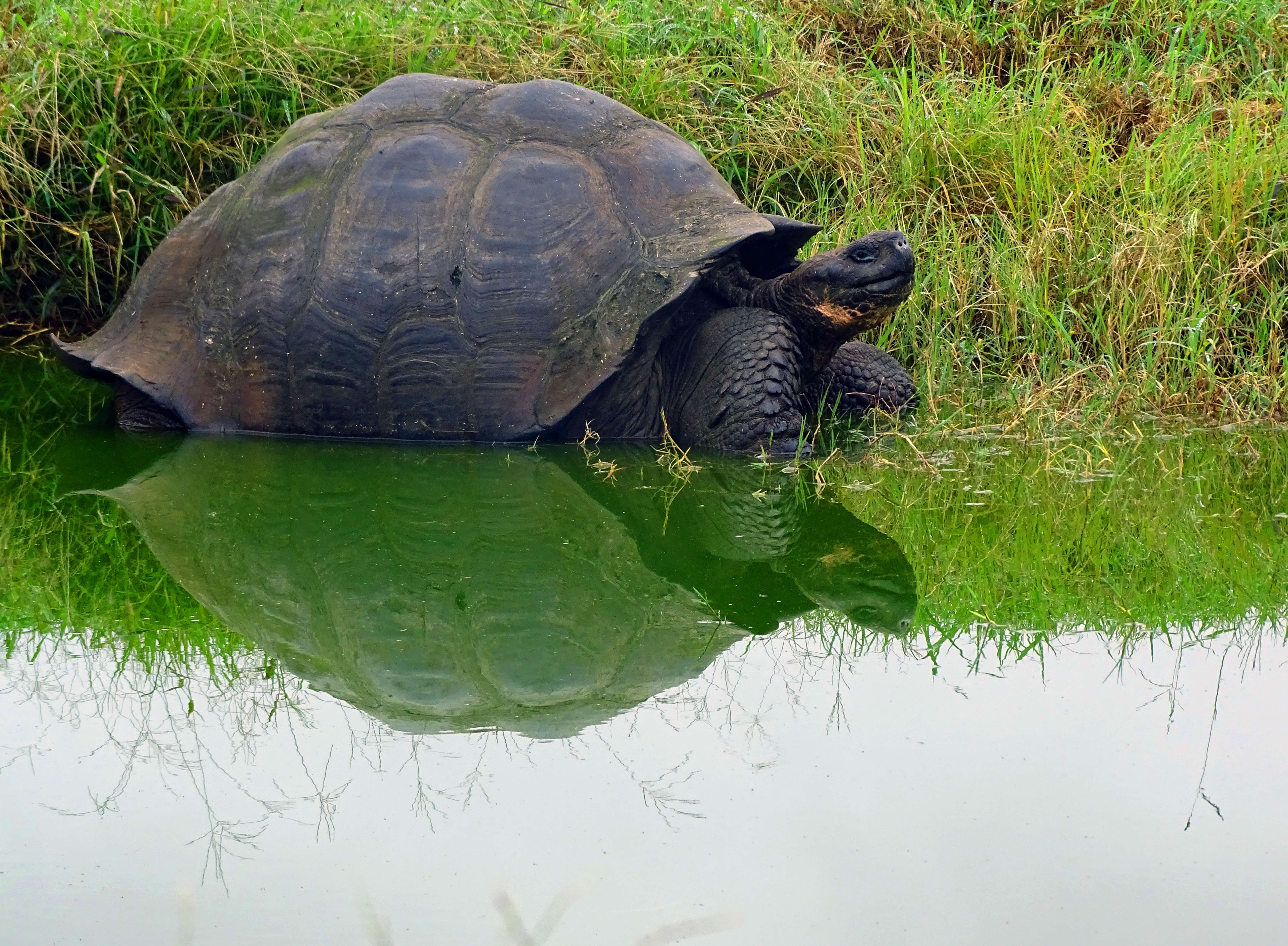 Reflecting on the Galapagos: giant tortoise
