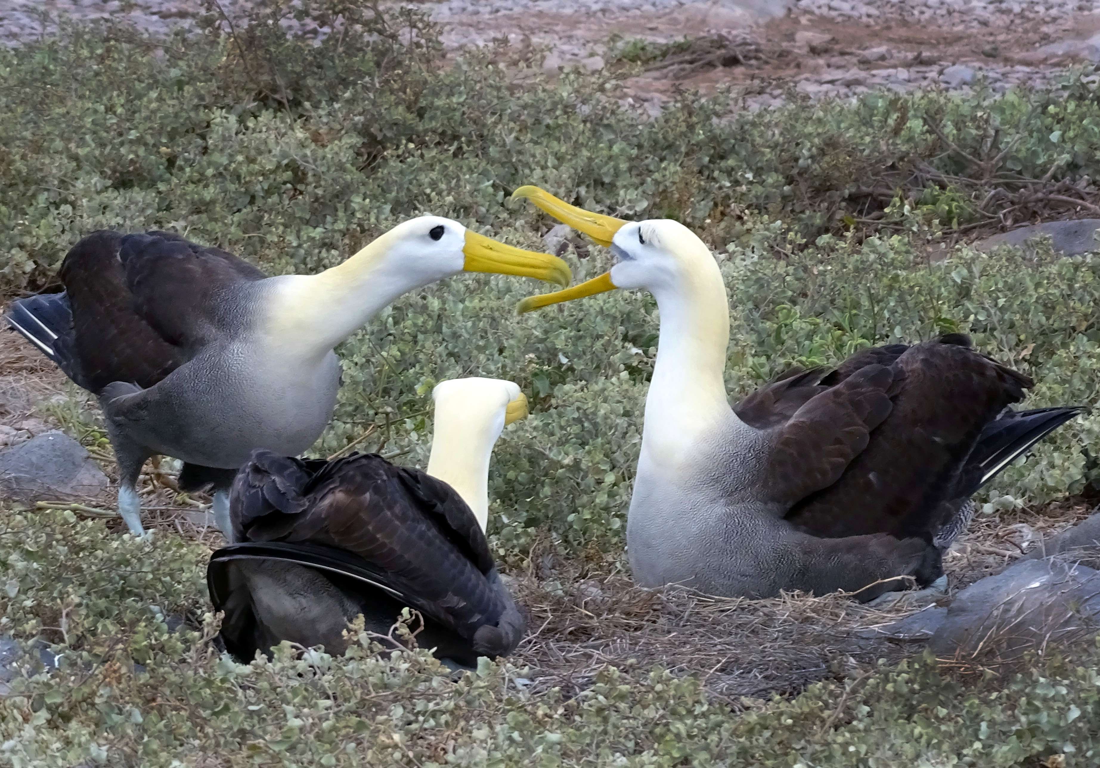 Fencing for a mate: waved albatross