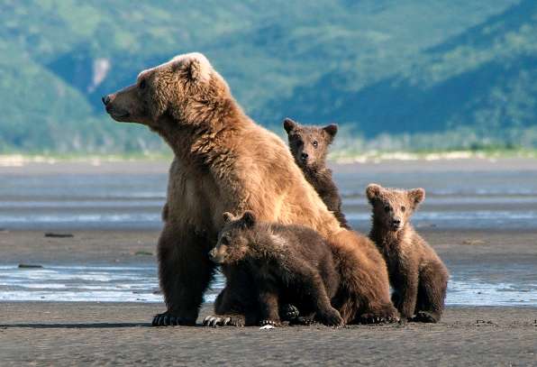 Wild grizzly bear mother and cubs in Alaska