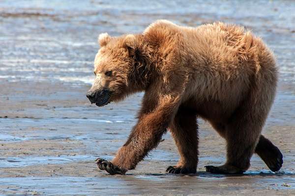 Brown bear walking in Alaska