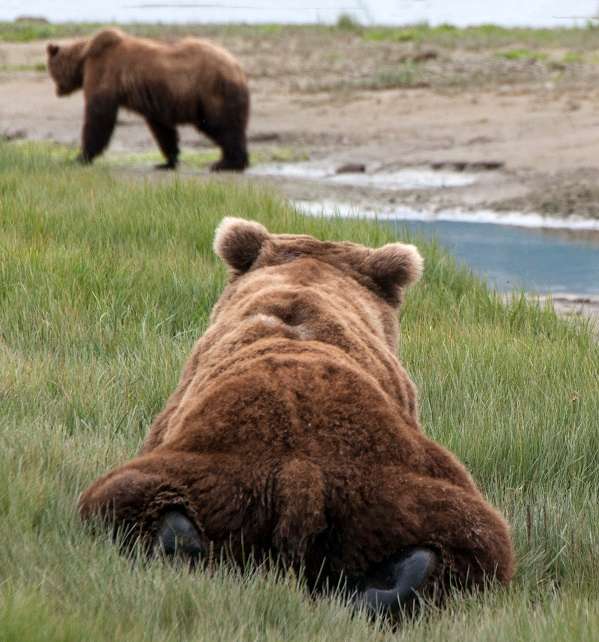 Wild grizzly bears in Alaska