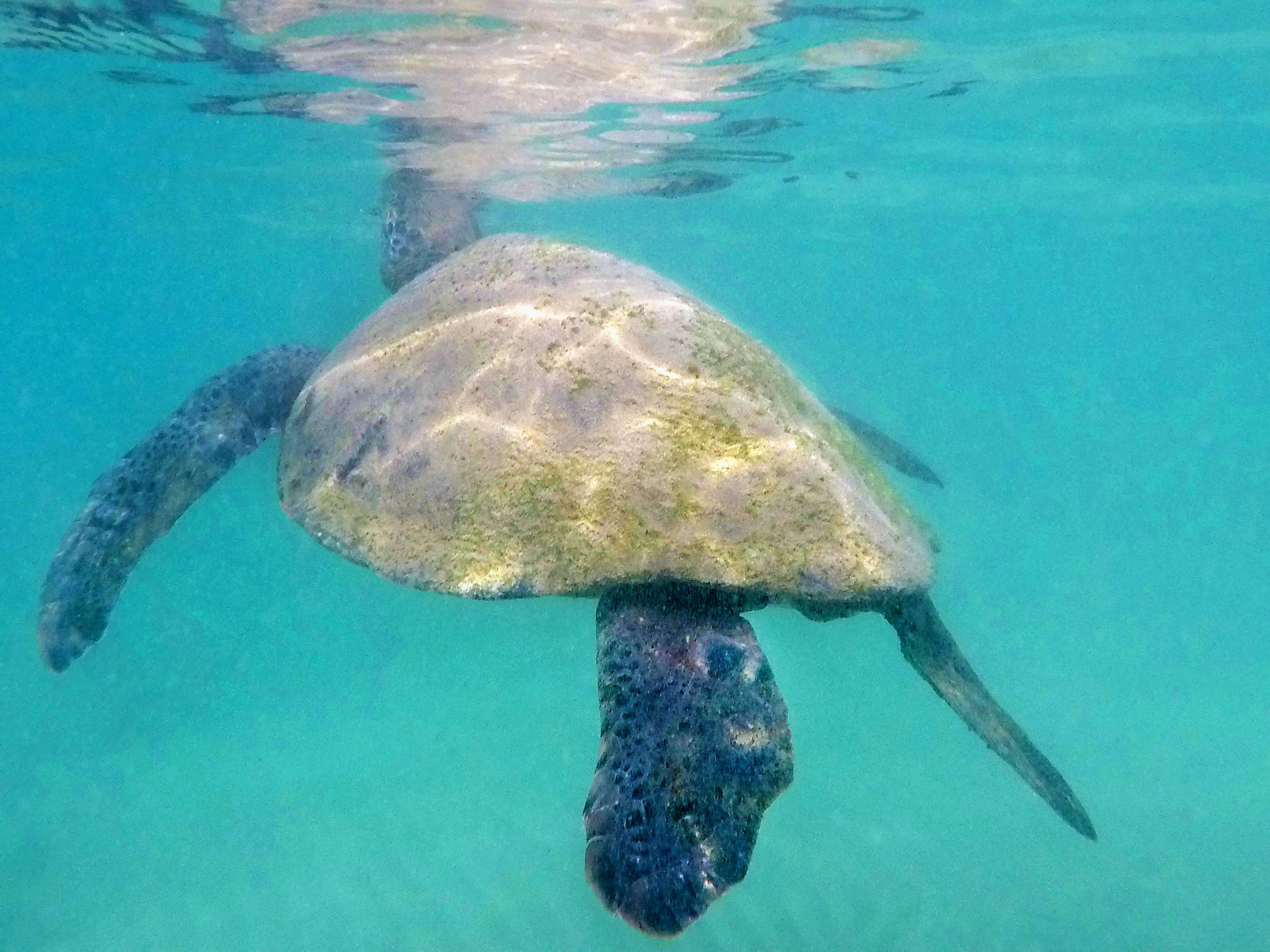 Adrift with green sea turtles