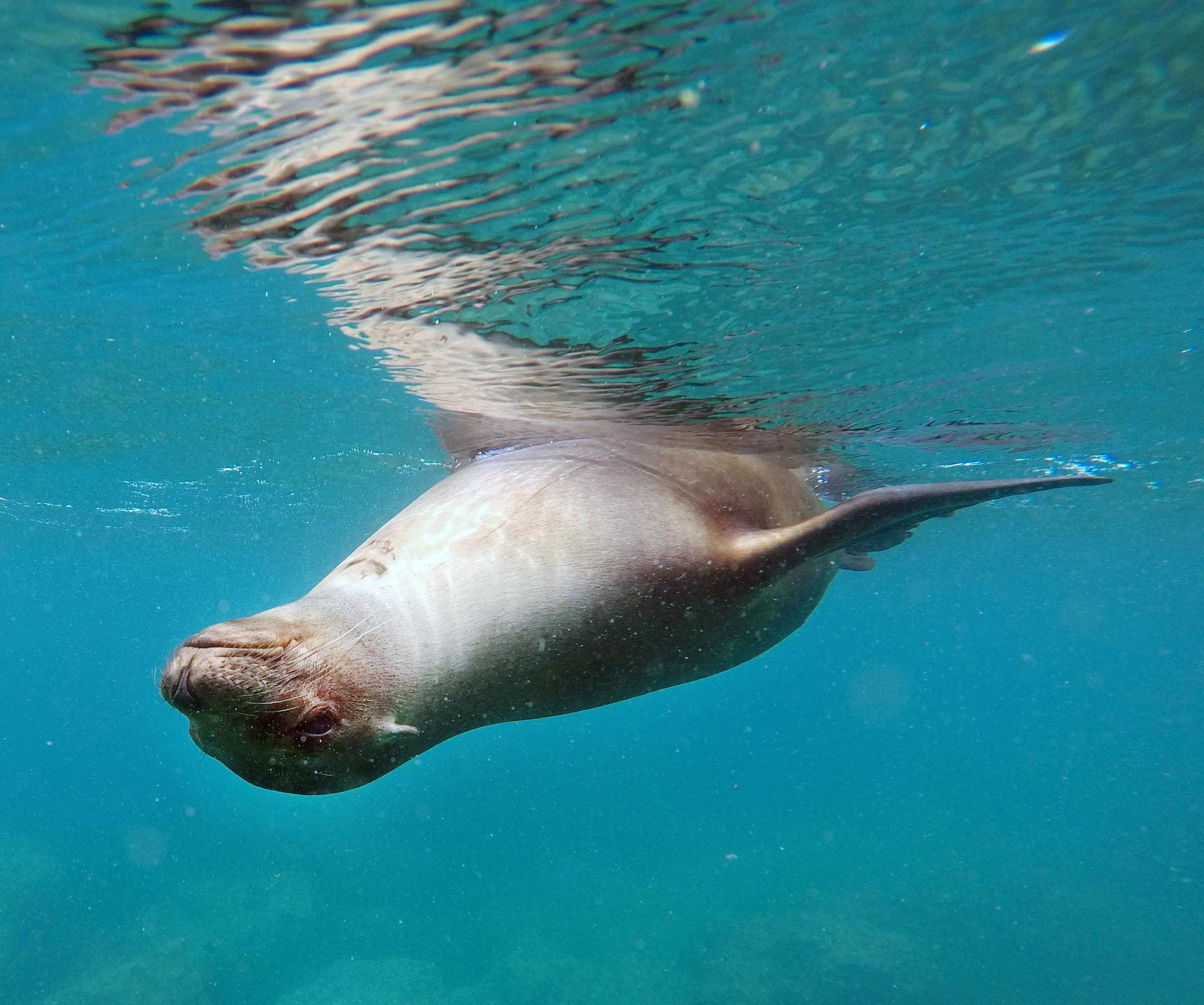 Pure play: Galapagos sea lion