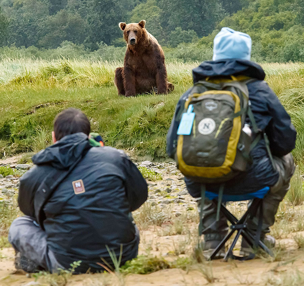 Watching wild bears up close