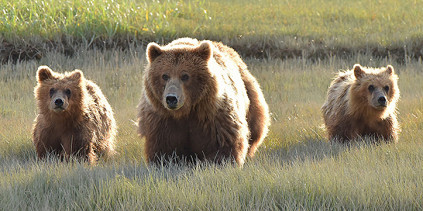 Grizzly mother and cubs