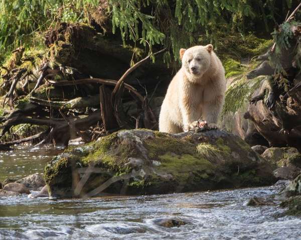 White bear in BC