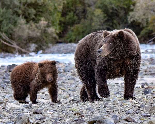Grizzly bear cub and mother