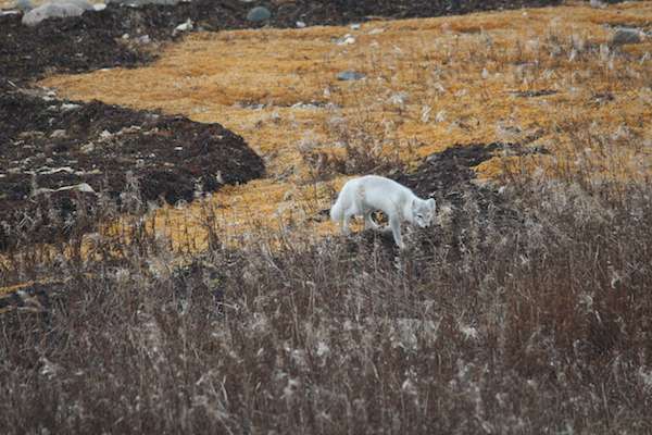 Arctic Fox, Tundra, Churchill