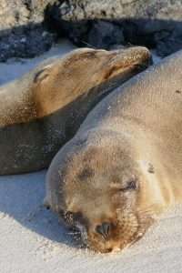 Sea lions sleeping in the Galapagos
