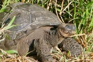 A land tortoise at Tortoise Camp