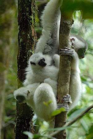 Silky sifaka lemur in Madagascar.