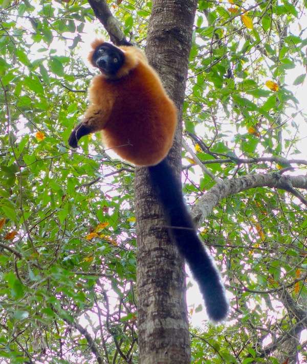 Red ruffed lemur in the trees.