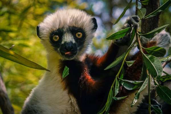 Baby sifaka lemur in Madagascar.