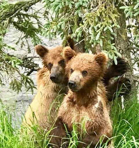 Brown bear cubs at Brooks Falls, Katmai National Park, Alaska