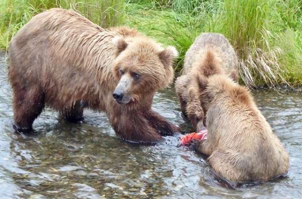 Mama grizzly and cubs in Katmai