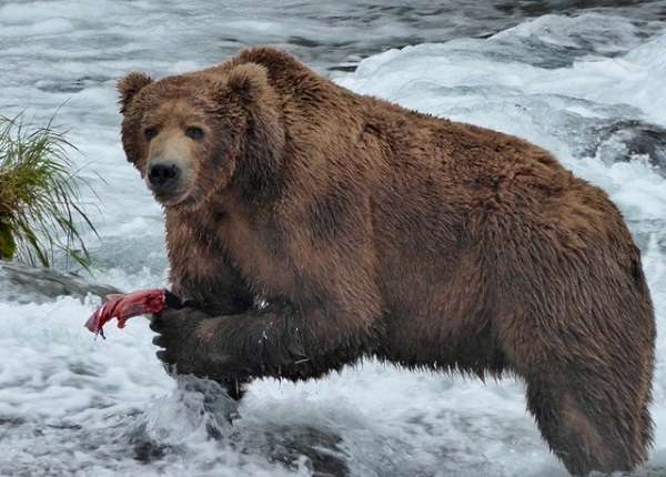 Grizzly bear with salmon at Brooks Falls