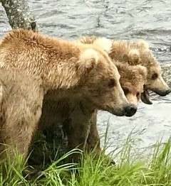Grizzly bears at Brooks Falls, Katmai National Park, Alaska