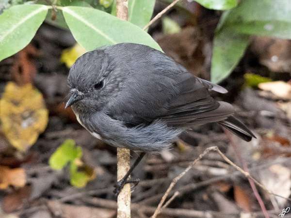 Wild bird, New Zealand