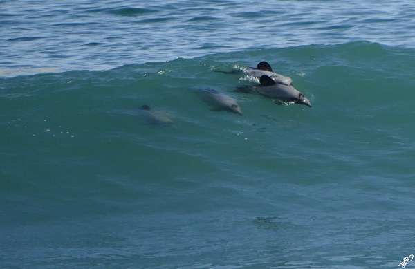 Porpoises in New Zealand