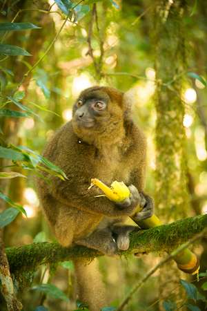 Bamboo lemur in Madagascar © Denise Ramsey