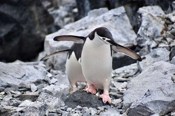 Chinstrap penguin in Antarctica
