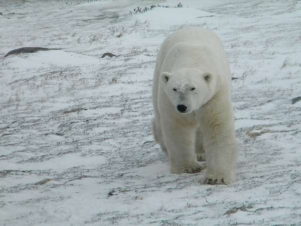 Polar bear tour Churchill