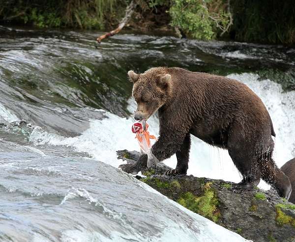 Brown bear with salmon, Brooks Falls, Alaska