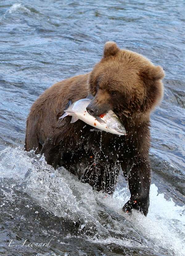 Brown bear with salmon at Brooks Falls, Alaska