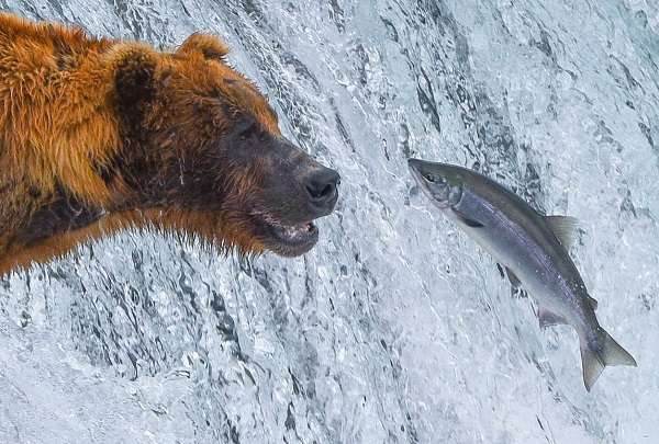 Bear and fish at Brooks Falls, Alaska