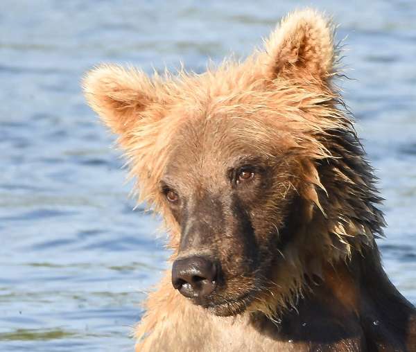 Pensive brown bear