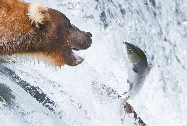 Salmon about to get caught at Brooks Falls, Alaska