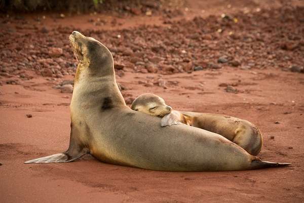 Wild sea lion mother and pup on a beach in Galapagos
