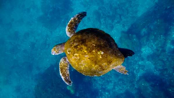 Sea turtle in the Galapagos