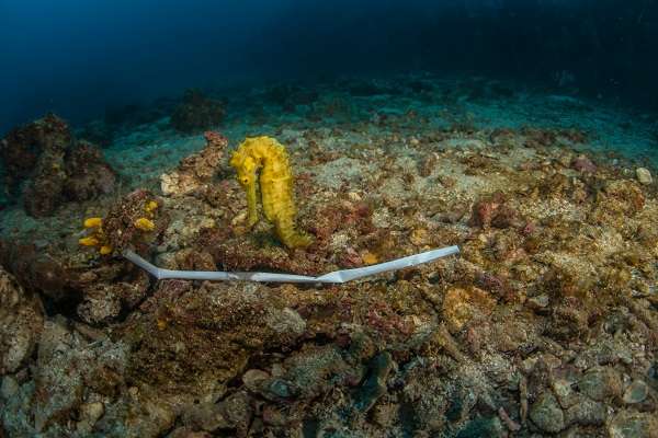 Sea horse with plastic straw on the sea floor