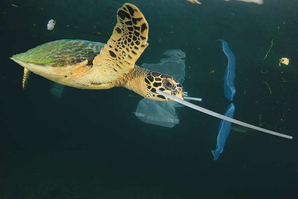 Sea turtle with plastic straw