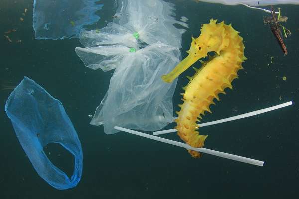Sea horse with plastic straws