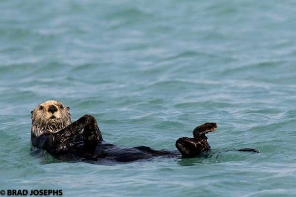 Wild sea otter swimming in Alaska