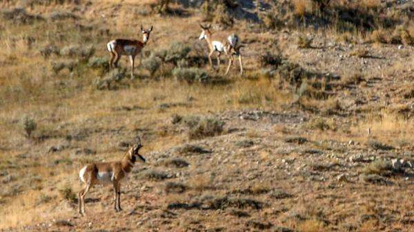 Pronghorn in the Tetons