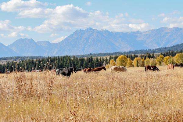 Horses in the Tetons.