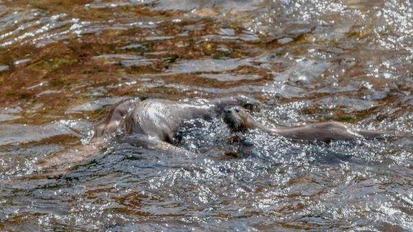 Otters playing in Yellowstone.