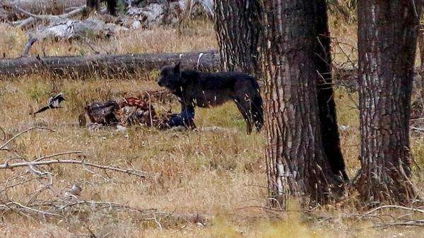 Wolf in Yellowstone eating carcass.