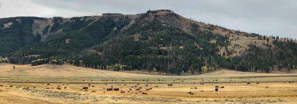 Bison herd in Yellowstone.