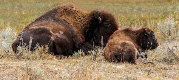 Bison with calf in Yellowstone.