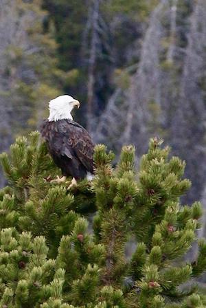 Bald eagle in Yellowstone.